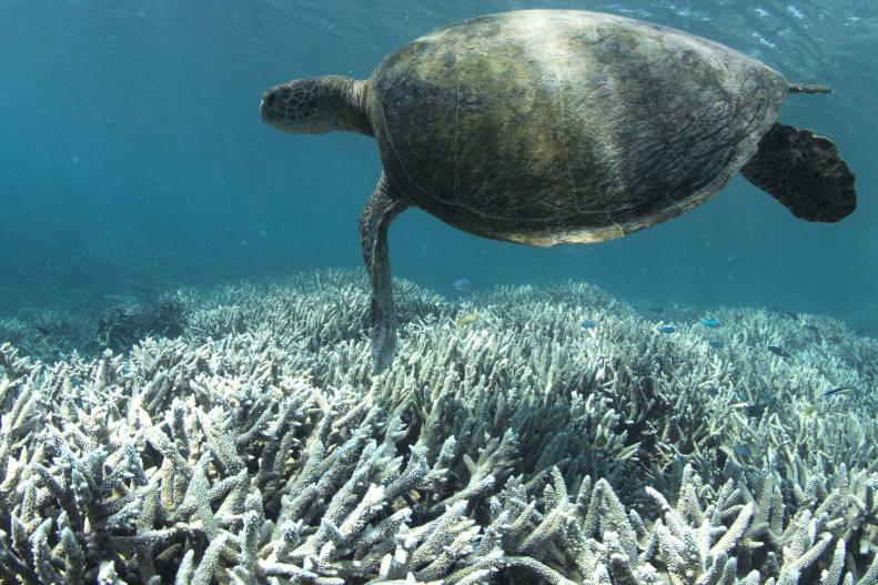 Koralowce blakną od kremów do opalania, ale przede wszystkim od ocieplającego się klimatu