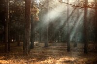 Natura wymaga ochrony. Dlatego UE wprowadza Nature Restoration Law